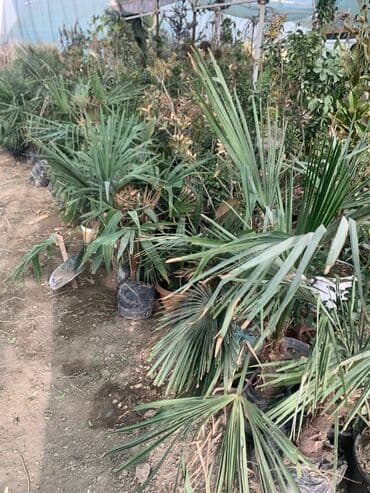 Барбекю: Көчөттөр гүлдүн — 4