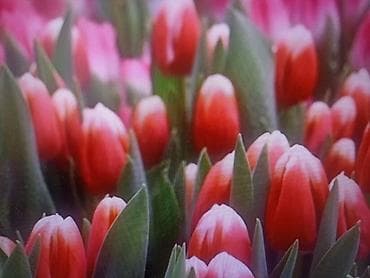 скупка цветов: Тюльпаны к 8 Марта — оптом и в розницу. - Широкий выбор оттенков — 2