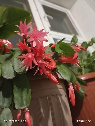 лимоны оптом: Цветы большие цена договорная — 3