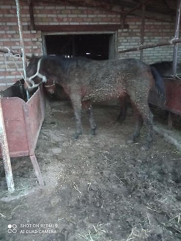 бирки для баранов: Продаю | Жеребец | Рабочий — 5