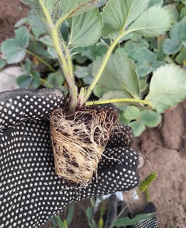 клубника в бишкеке цена: Рассада клубники (садовой земляники) в кассетах -Альбион сорт 1штук — 1