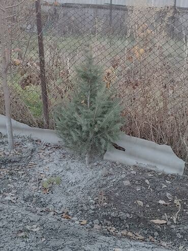 Садовые инструменты и инвентарь: Саженцы деревьев: Ели — 1