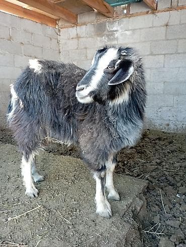 Животные: Продаю | Коза (самка), Козёл (самец) | Зааненская — 1