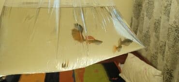 корм для форел: Гуппи одна стоит 150 - Аквариумные живородящие рыбки гуппи (Poecilia — 1