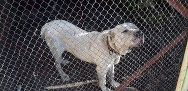 собака охотничий: Алабай, 3 жаш, Ургаачы, Эмделген — 2