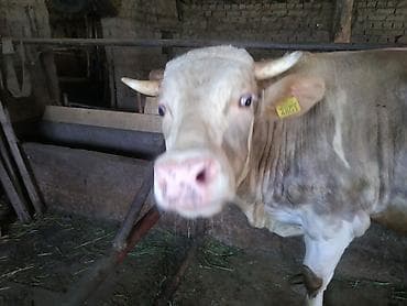 где купить черепаху: Продаю | Бык (самец) | На откорм, На забой, Для разведения — 9