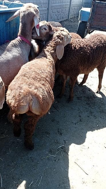 аквариум бу: 13 800 — 3