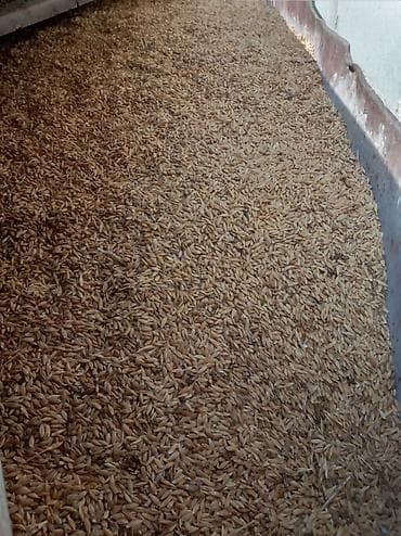 Овёс в шелухе (зерно) - Культура: овёс, неочищенный (в плёнке/шелухе)