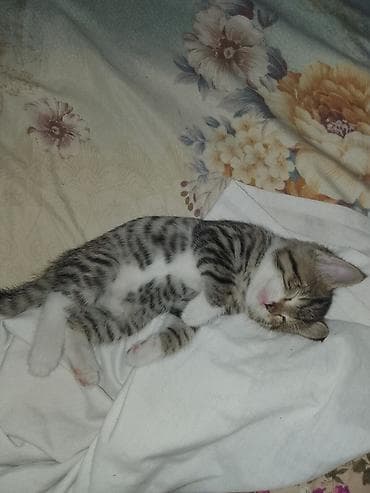 котята даром бишкек: Город Ош. Очаровательные котята - На фото двое малышей: один серый с — 4