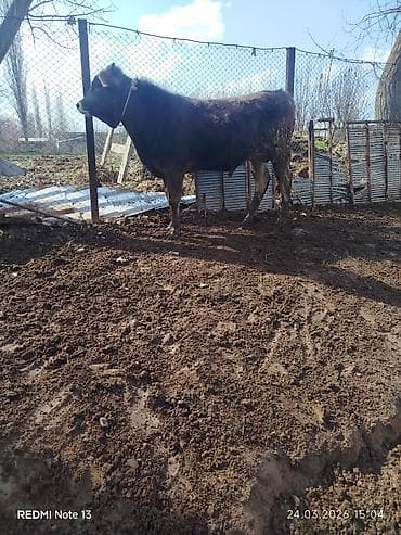 1 5 тай: Продаю | Бык (самец) | На откорм | Привязанные — 4