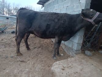 объявления о найденных животных: Продаю | Корова (самка) | Алатауская, Швицкая | Для разведения, Для молока | Племенные, Стельные, Искусственник — 5