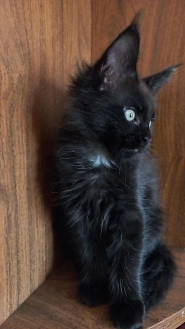 чёрные котята: 🐾🐈Котята мейн-кун готовы к переезду! Отличный помёт с шикарными — 8