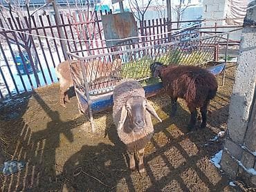 А/ч жаныбарларын сатам: Сатам | Козу | Көбөйтүү үчүн | Токту — 1