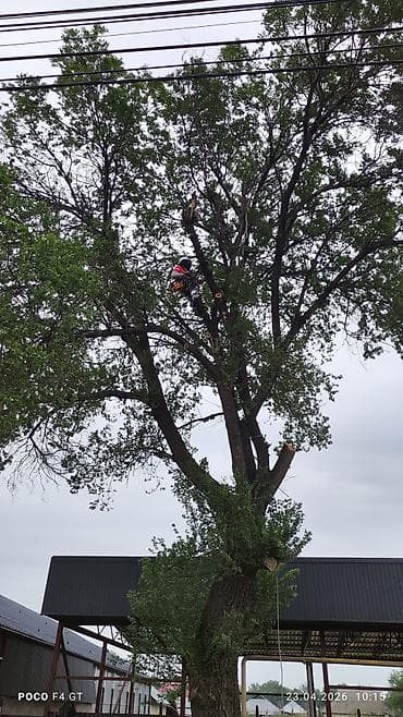 плотник по дереву: Спил Дерево Профессиональные работы по деревьям - Высотная обрезка и — 3