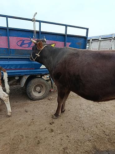 корова симентал: Продаю | Корова (самка) | Швицкая | Для разведения | Стельные — 2