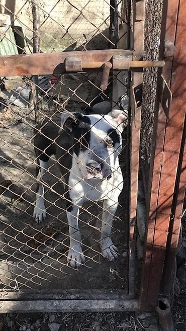 Мышыктар: Пит буль кубинский, Обменяю на сучку пит буля можете предлагать свои — 1