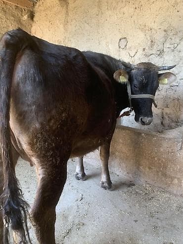 продаю кукуруза: Продаю | Корова (самка) — 3