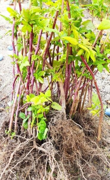 продаю кукурузы: 🔥 Саженцы малины “Таганка” — крупная, сладкая, ароматная! Кусты — 1