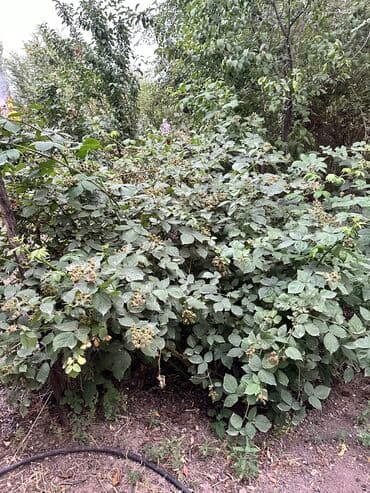 купить дом в александровке: Дом, 45 м², 4 комнаты, Собственник, Старый ремонт — 12