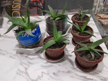 лимон цветы: Алоэ вера (Aloe vera) — суккулентное травянистое растение, вид рода — 4