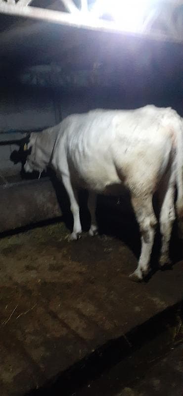 продажа карова: Продаю | Корова (самка) | Для молока | Привязанные — 6