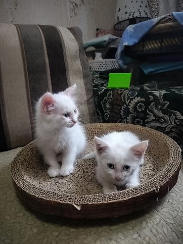 британская котята: Отдаю котят в хорошие руки.Котятам 1,5 месяца, к лотку приучены. - — 8