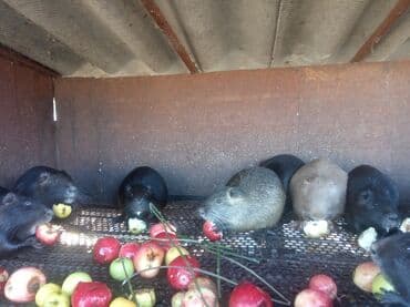 Нутрии,нутряки,нутряшки,возраст 6-7 месяца,12 самок,7 самцов, 400 сом