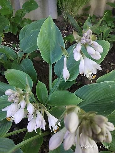 розы саженцы купить бишкек: Хосты — 3