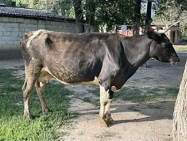 коровы молоко: Продаю | Корова (самка) | Голштин | Для молока — 2