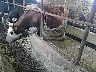 Животные: Продаю | Корова (самка) | Для молока | Привязанные — 9