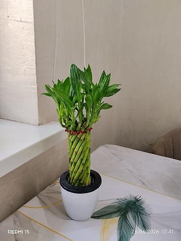 Драцена Сандера (Lucky Bamboo) — декоративная композиция из спирально