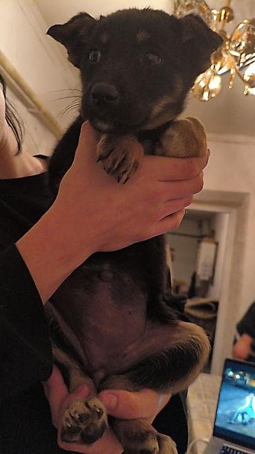 Щенки-дворняги, помёт 2 окраса: черно‑подпалые и рыже‑подпалые at lalafo.kg Щенки-дворняги, помёт 2 окраса: черно‑подпалые и рыже‑подпалые