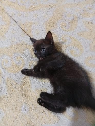 одам дарам: Котята 1 месяцев рыжий мальчик чёрная девочка — 5