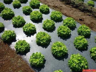 спринклер для полива огорода: Укрывной материал, защита от заморозков. (спанбонд, агротекс — 3