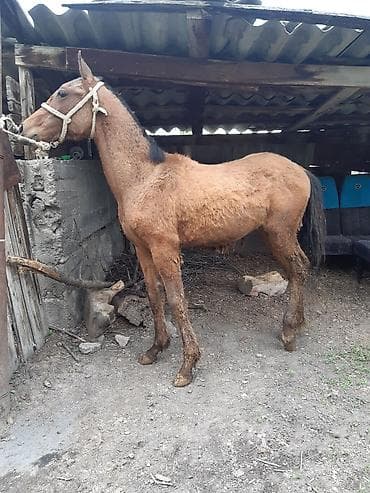 жер уй бишкек сатылат: Сатам | Тай | Аргын | Ат спорту — 2