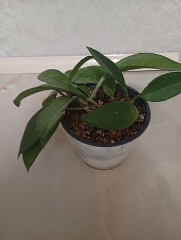 торфяные горшочки для рассады: Продаю хойи — 5