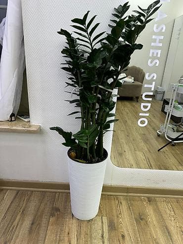 Продаю цветы за 6000