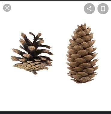 украшение для дворов и садов: Шишки — 3