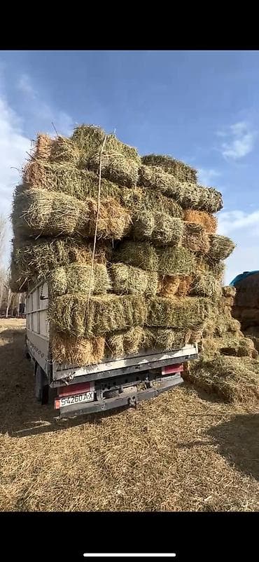 лес орех: Түк чоп сатылат, баасы келишимдуу
Продаются тюки, цена договорная — 4