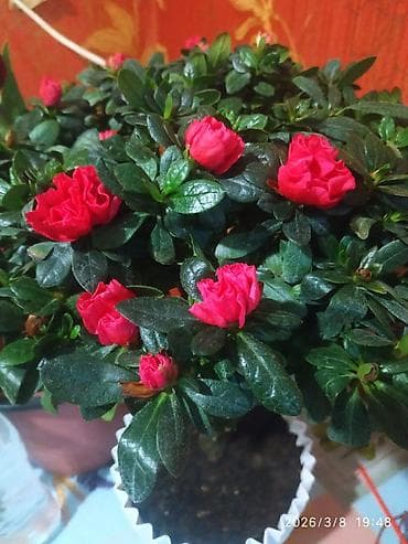 сапло: Ищу работу технички можно на посуду,опыт есть,без вредных привычек,50 — 1