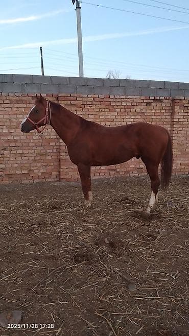 чистокровный алабай: Продаю | Жеребец | Полукровка | Конный спорт | Племенные — 2