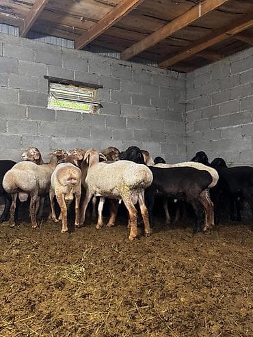 сколько стоит карликовый шпиц: Продаю | Баран (самец), Овца (самка) — 4