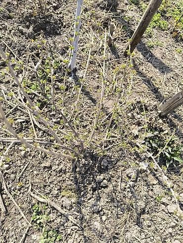 смородин: Саженцы ягодных кустарников: смородина черная и красная, крыжовник. - — 8