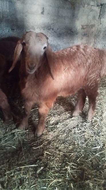 парода уйлар: Продаю | Ягненок | Арашан | Для разведения | Осеменитель — 3