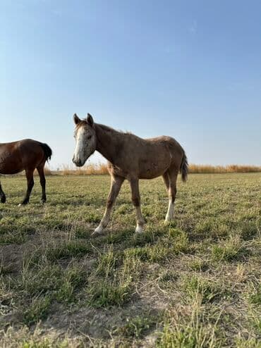 тюк пресс: Продаю | Жеребенок, Кобыла (самка), Жеребец | Кара Жорго | Для разведения, На забой, Рабочий — 21