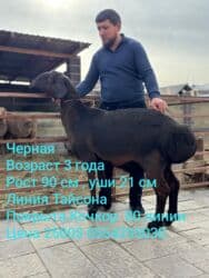 продажа козлов: Продаю | Овца (самка) | Арашан | Для разведения | Матка — 5