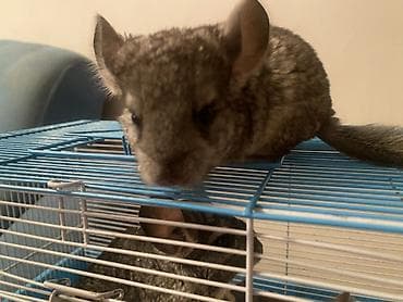 Аквариумы: ГОТОВЫ К БРОНИРОВАНИЮ 3 ШИНШИЛЛЫ 2 мальчика1 девочка Дата рождения — 6