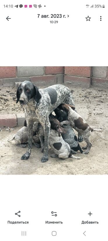 другие животные: Разыскиваются охотничьи собаки! Пожалуйста верните Собак! Собак — 2