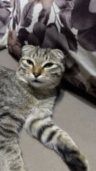 шотландская короткошерстная кошка: Скотиш Фолд (Шотландская вислоухая), 6 месяцев, Мальчик, Приучена к лотку — 7