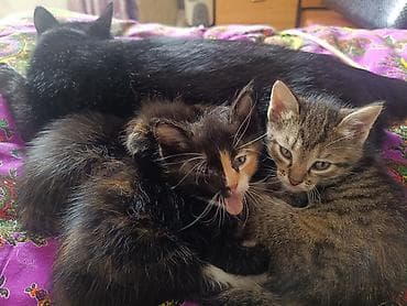 черепаховая кошка цена: Котята домоседы, короткошерстные и пушистые, из одного помёта. отдам — 2